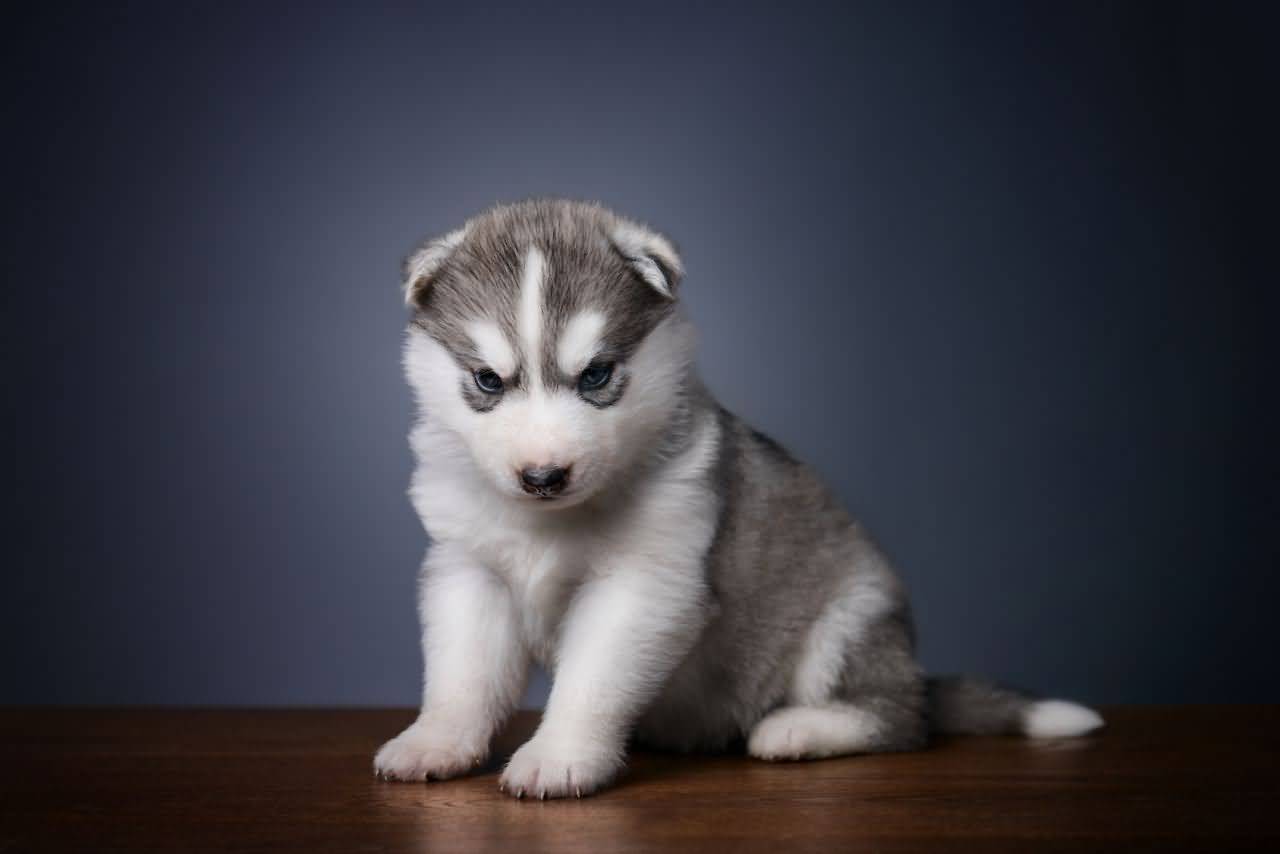 Cute Husky Puppies Wallpapers