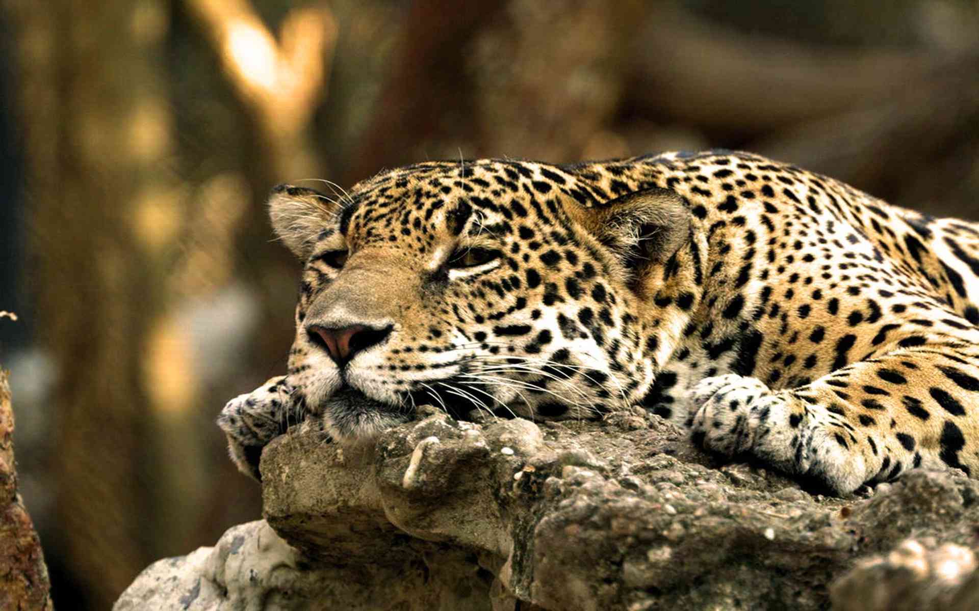 Cute Jaguar Wallpapers