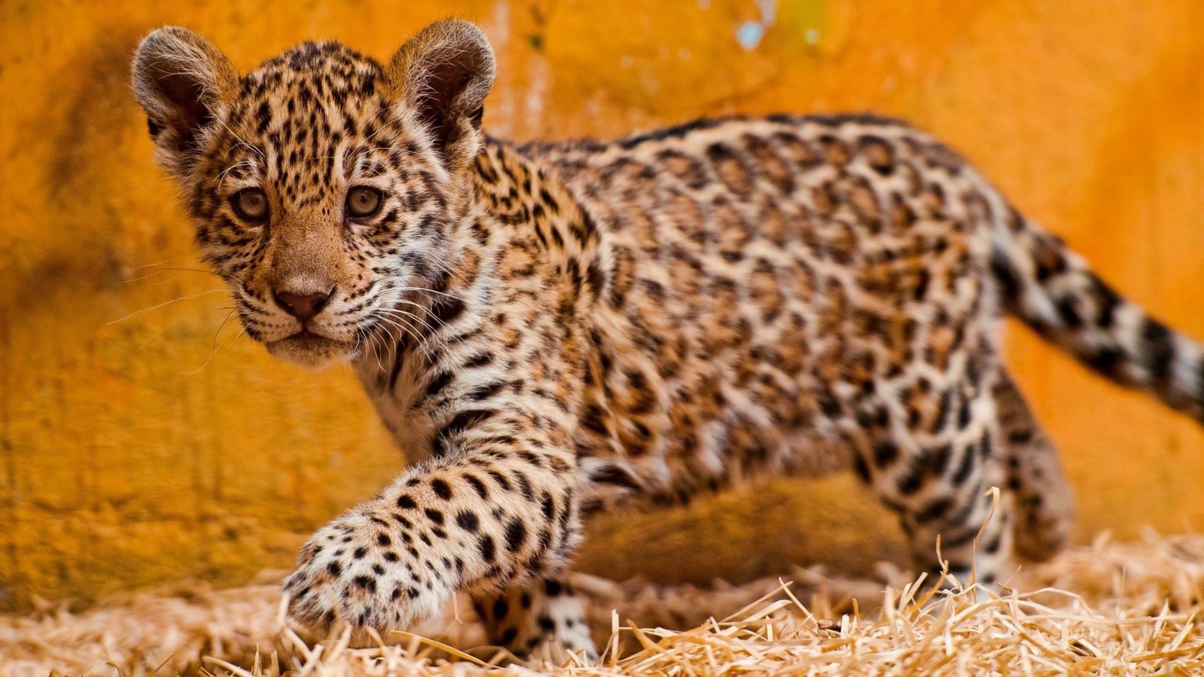 Cute Jaguar Wallpapers