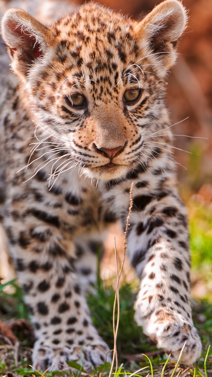 Cute Jaguar Wallpapers