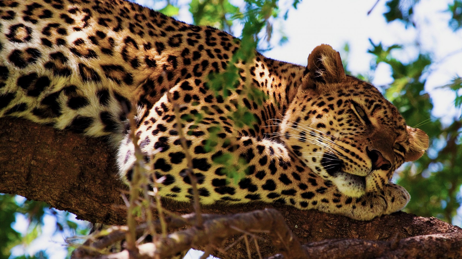 Cute Jaguar Wallpapers