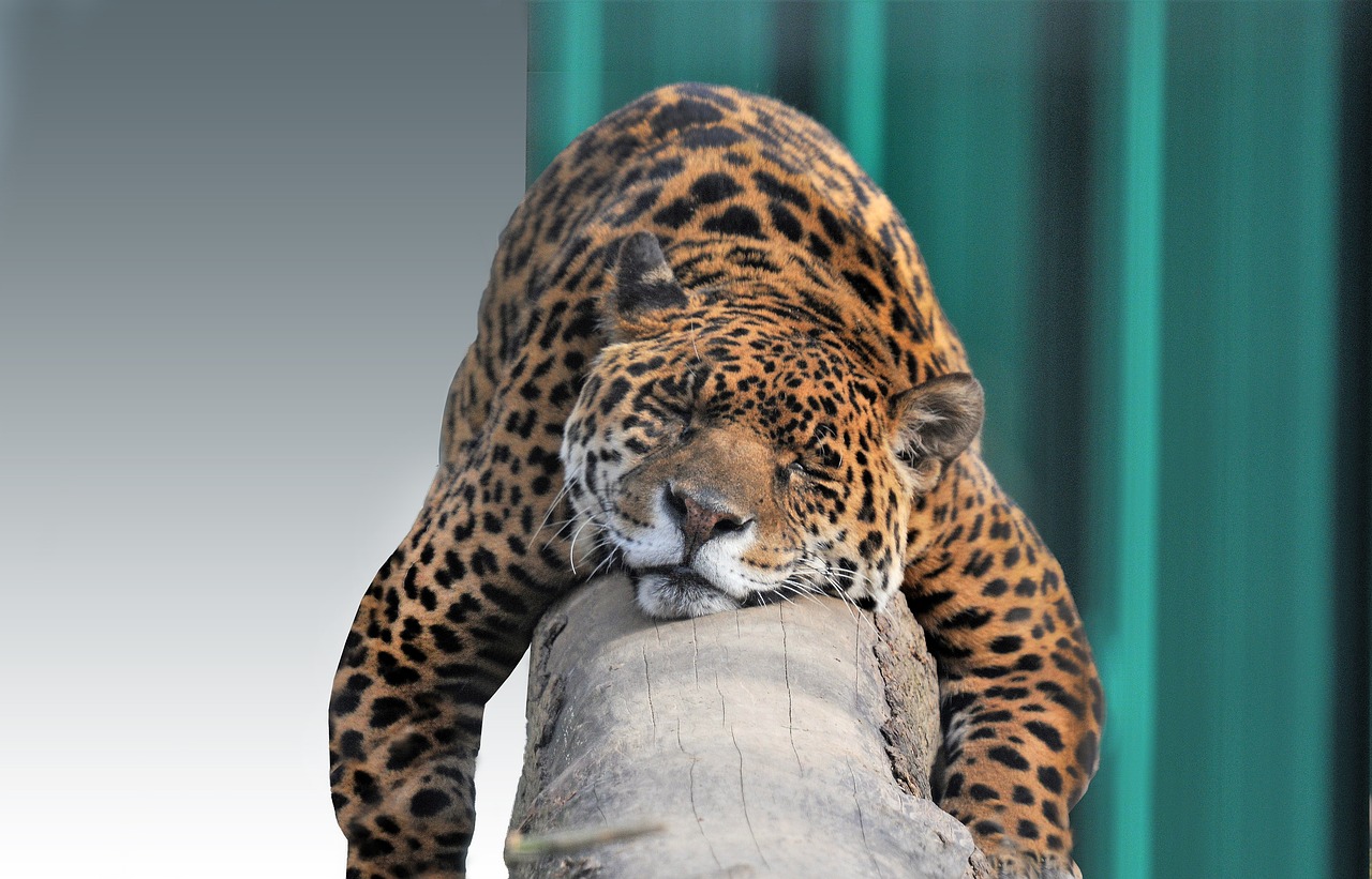 Cute Jaguar Wallpapers