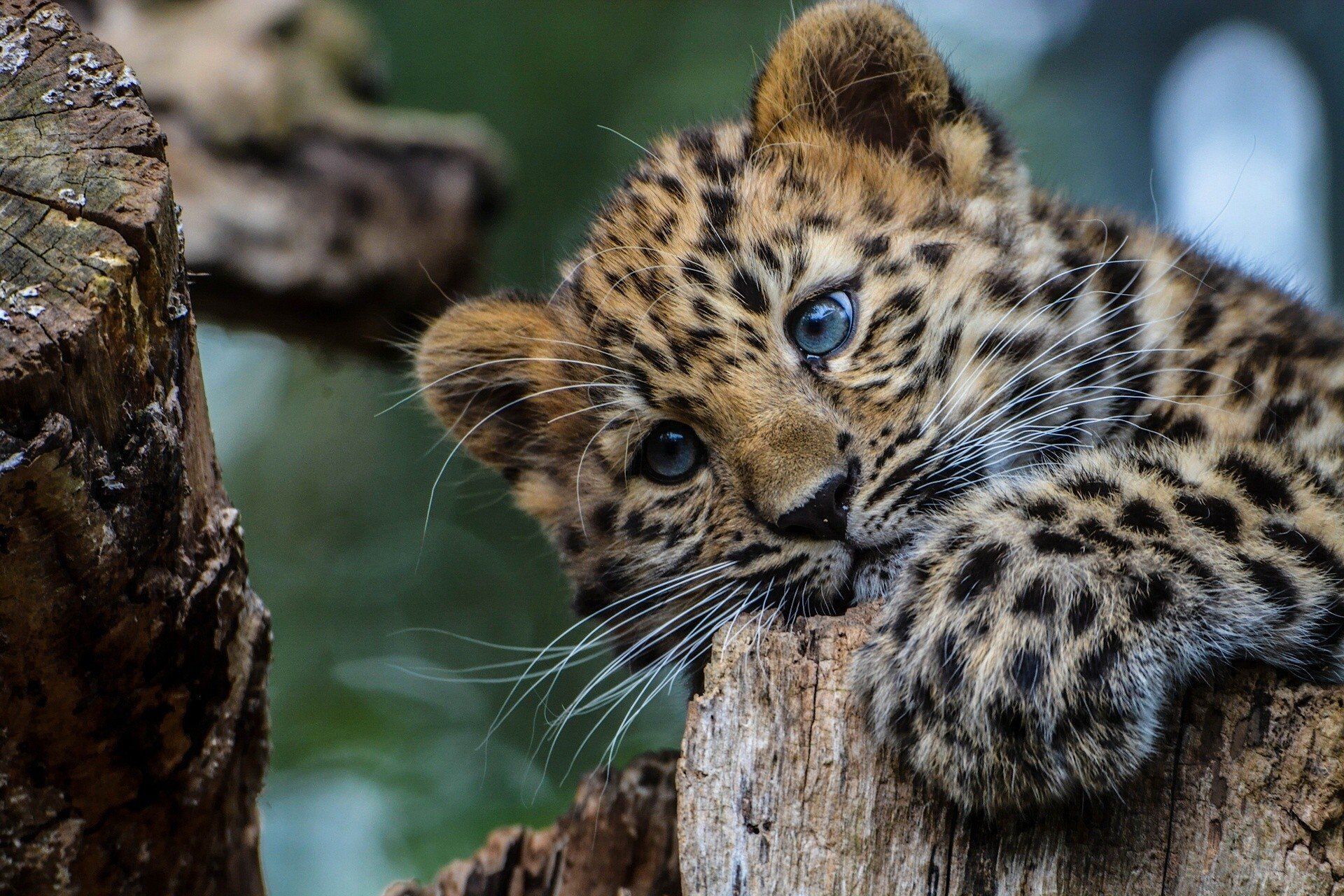 Cute Jaguar Wallpapers