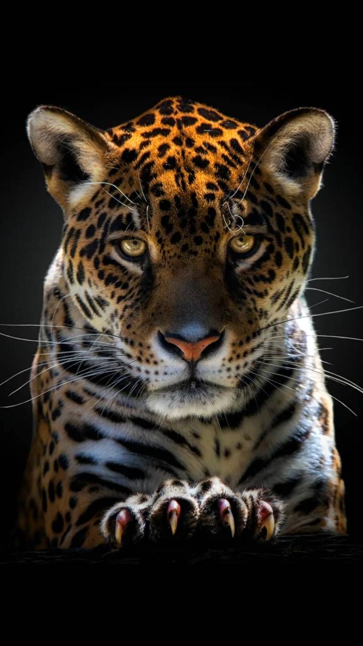 Cute Jaguar Wallpapers