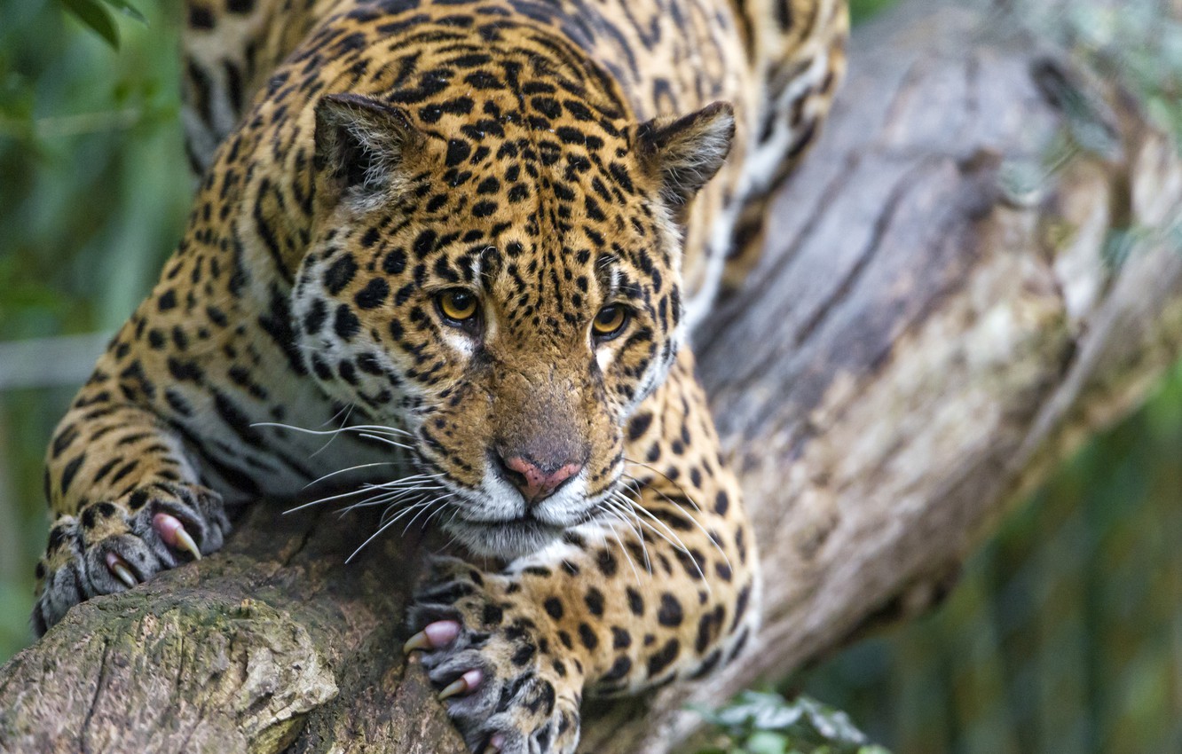 Cute Jaguar Wallpapers