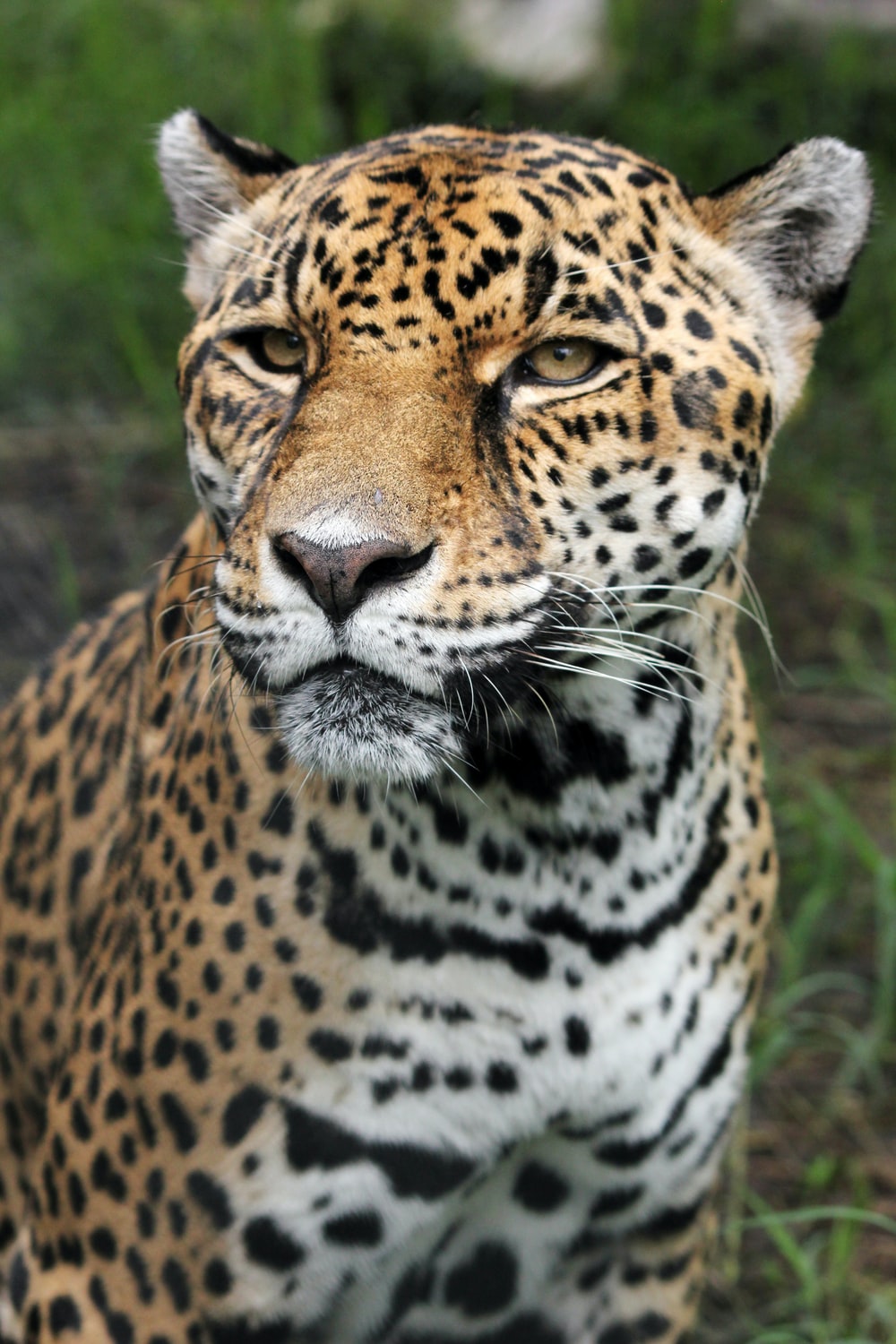 Cute Jaguar Wallpapers