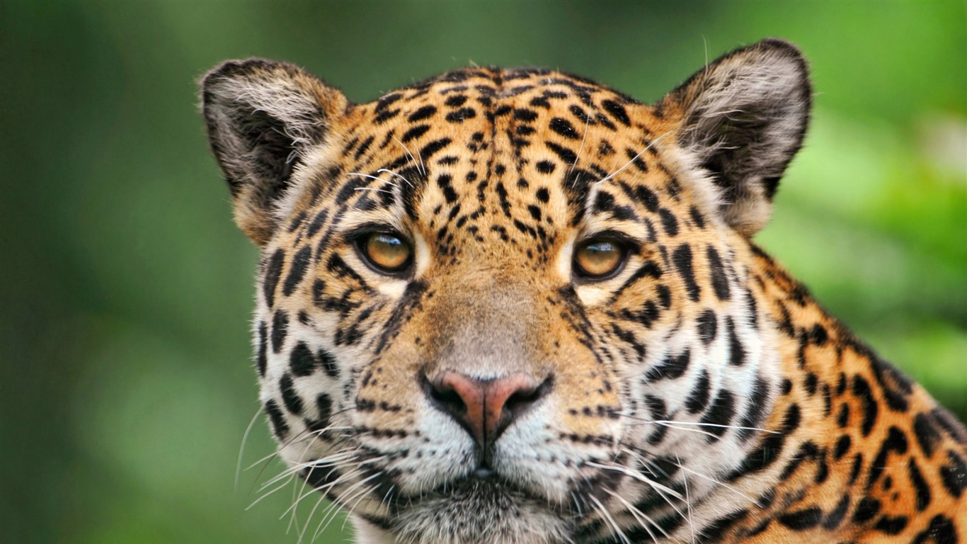 Cute Jaguar Wallpapers