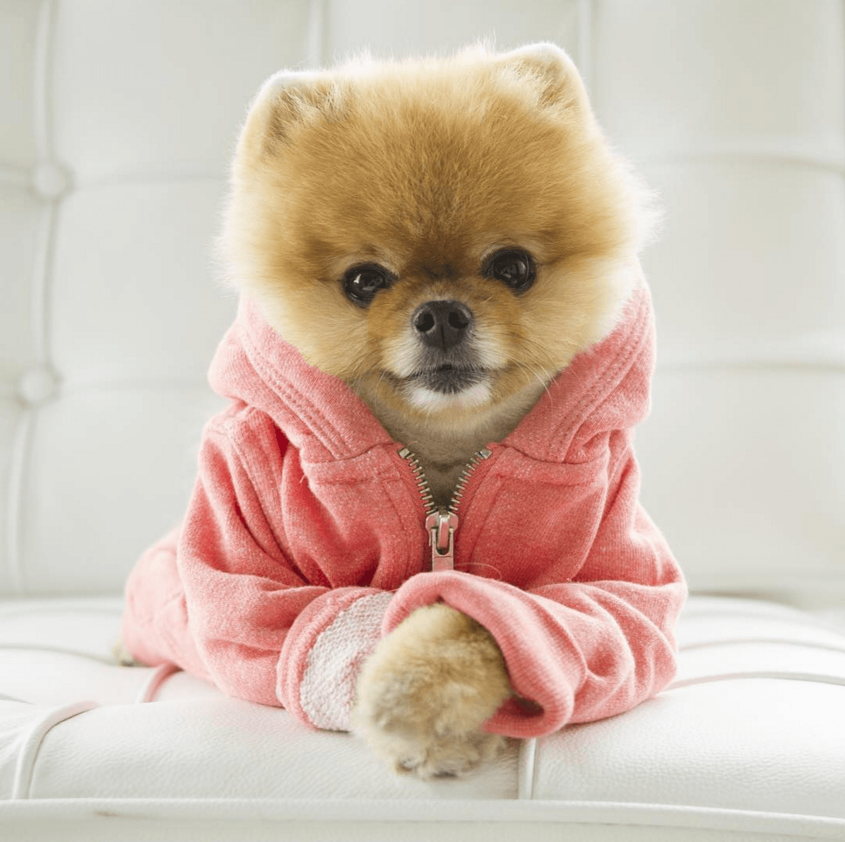 Cute Jiffpom Wallpapers