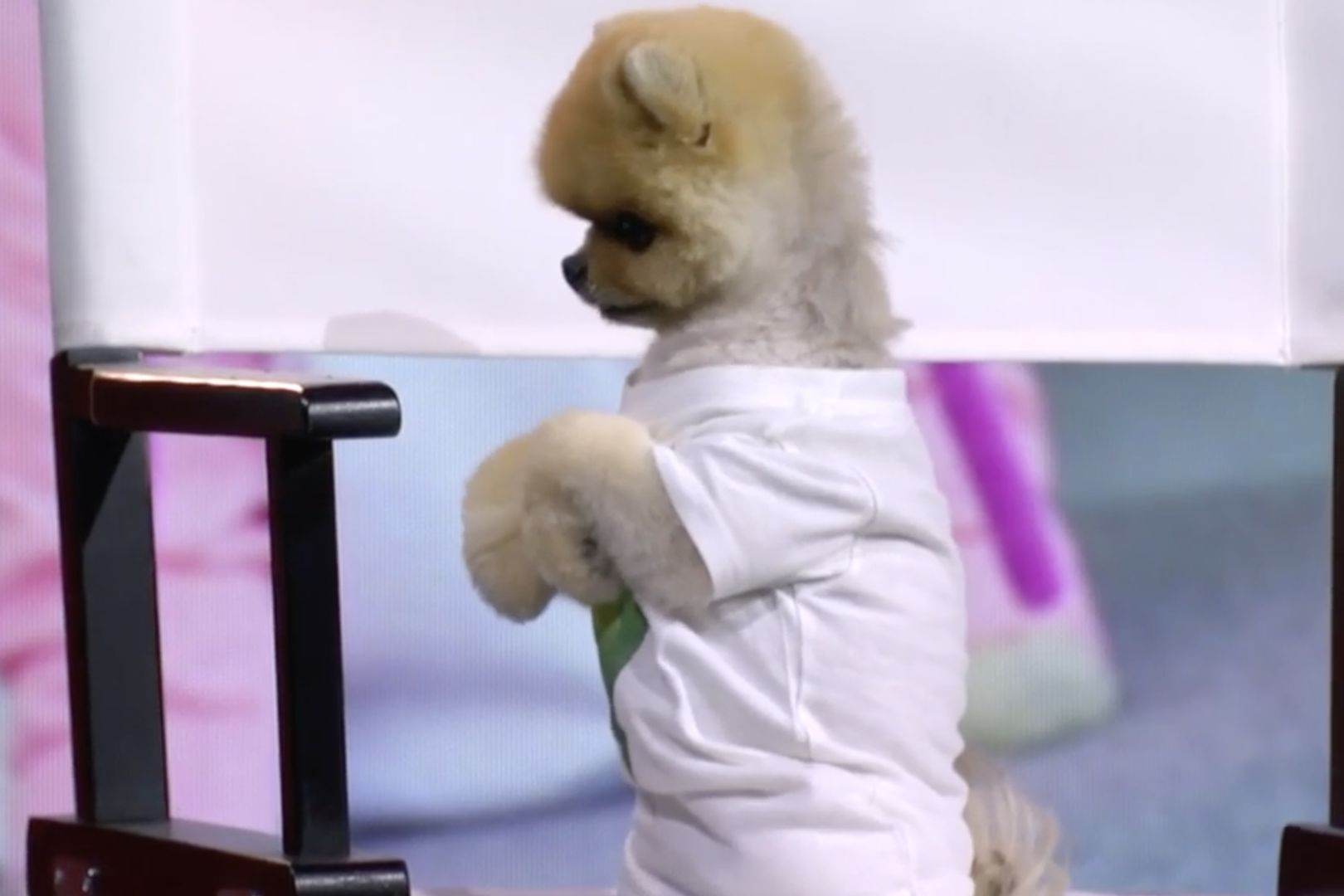 Cute Jiffpom Wallpapers