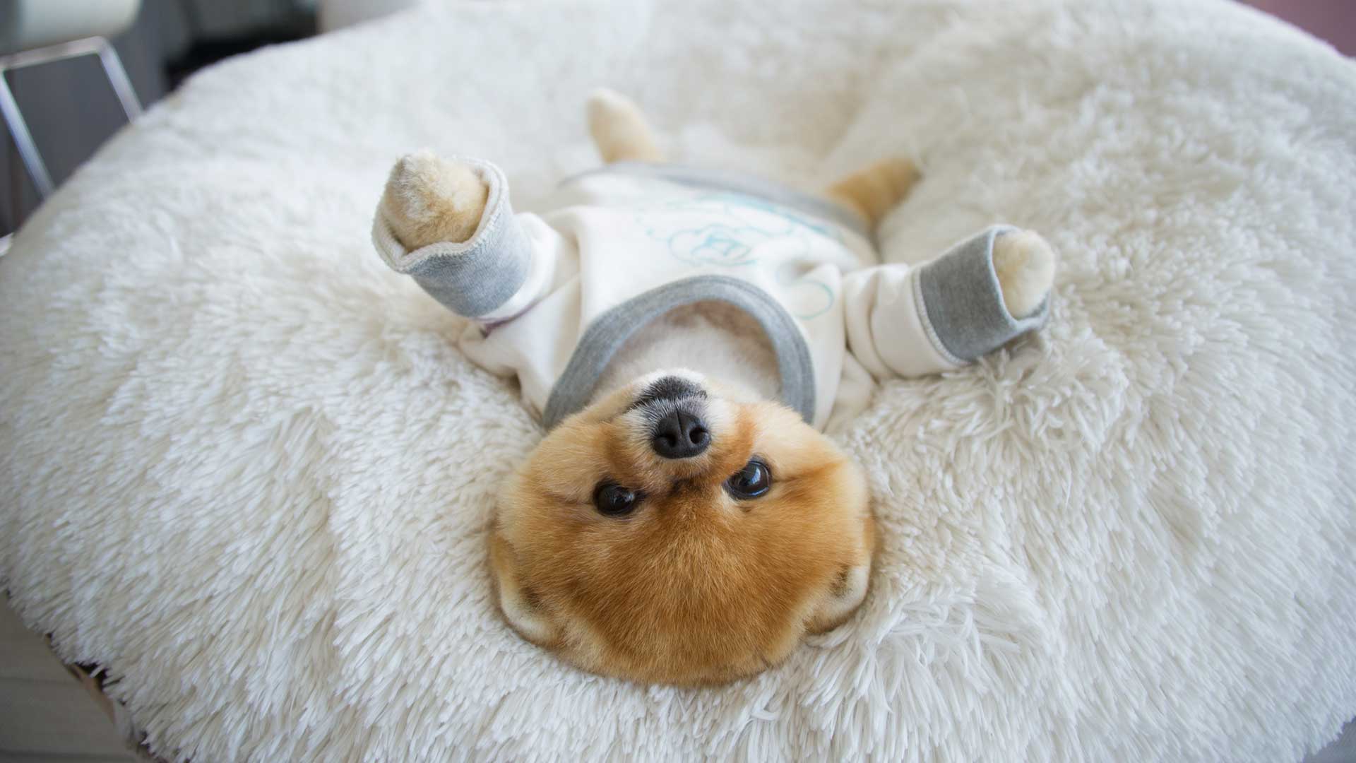 Cute Jiffpom Wallpapers