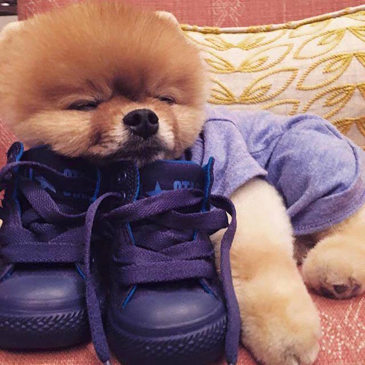 Cute Jiffpom Wallpapers