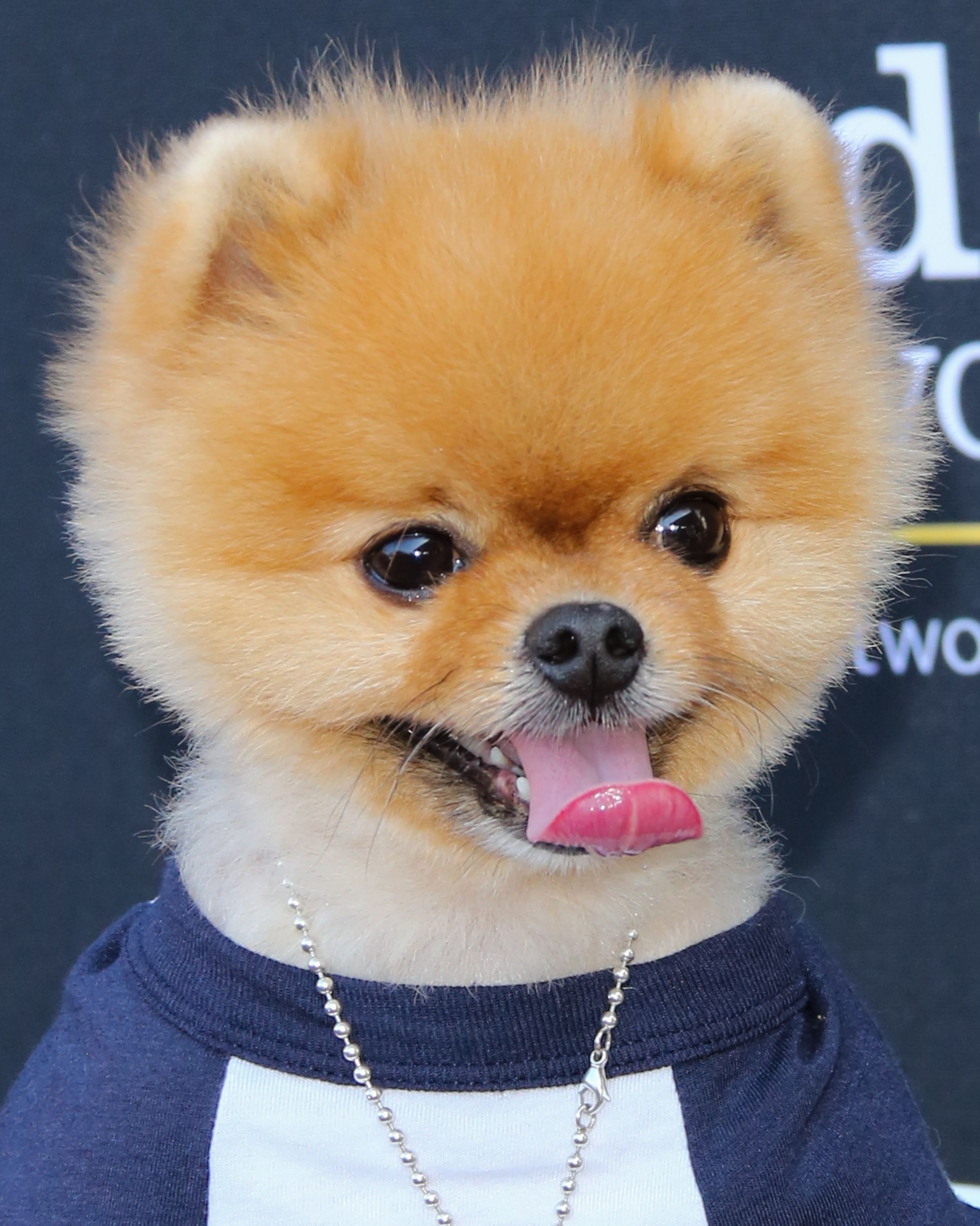 Cute Jiffpom Wallpapers