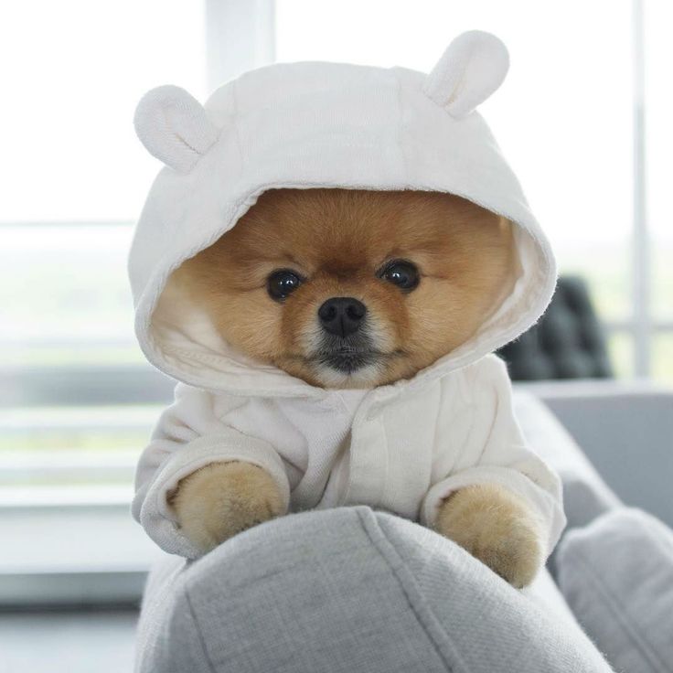 Cute Jiffpom Wallpapers