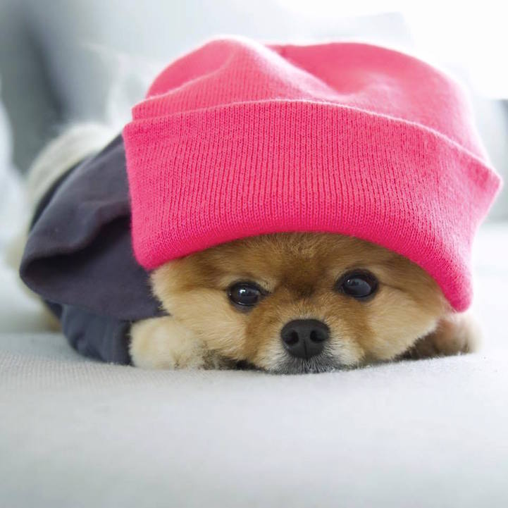 Cute Jiffpom Wallpapers