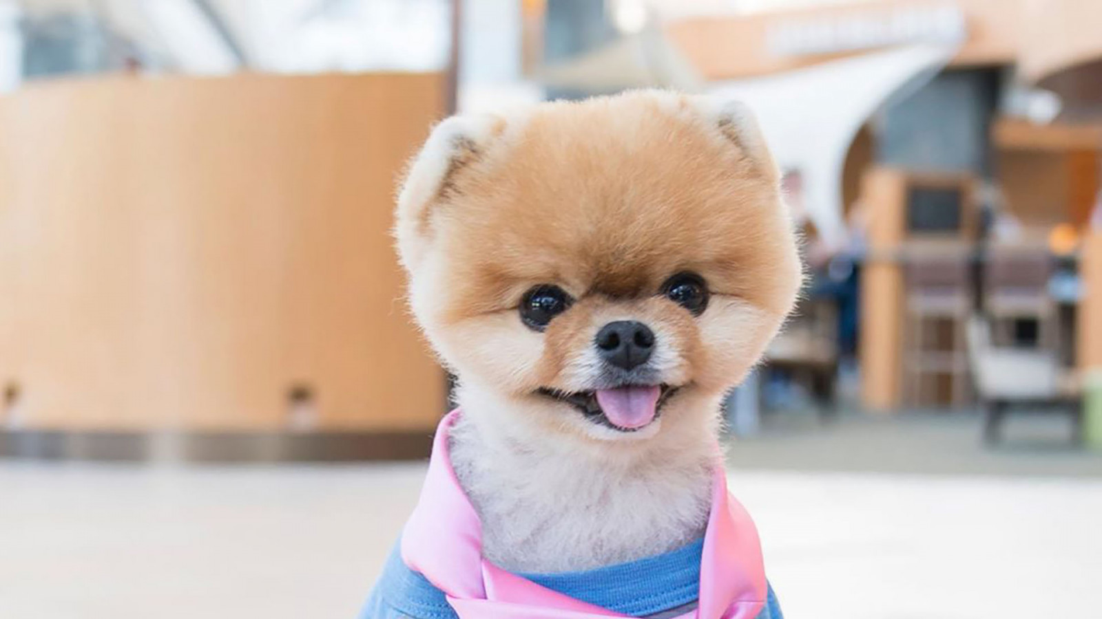 Cute Jiffpom Wallpapers