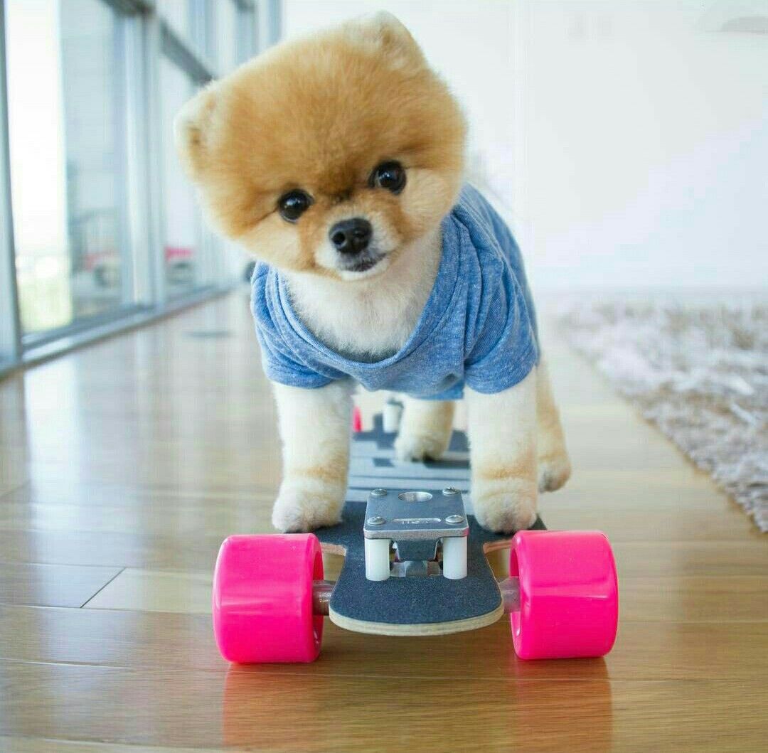 Cute Jiffpom Wallpapers