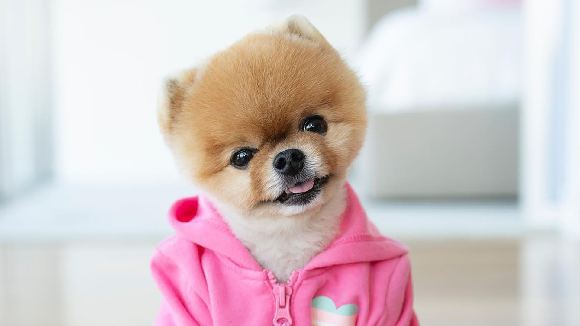 Cute Jiffpom Wallpapers