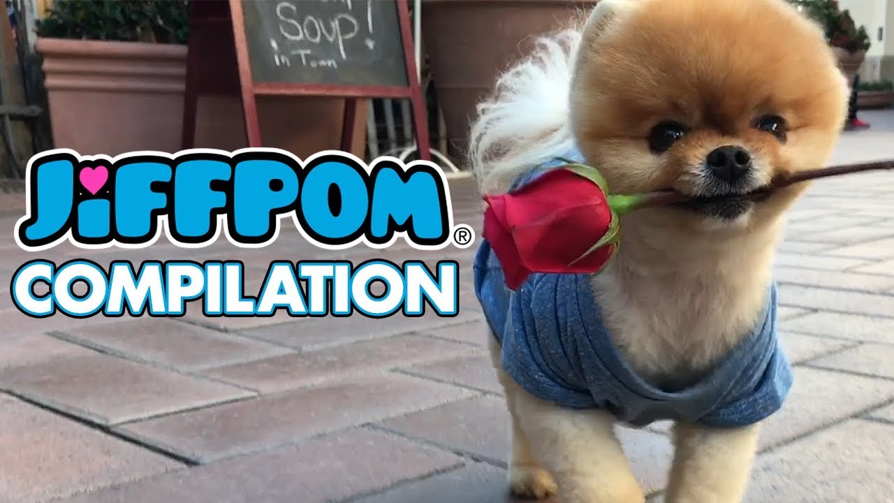 Cute Jiffpom Wallpapers