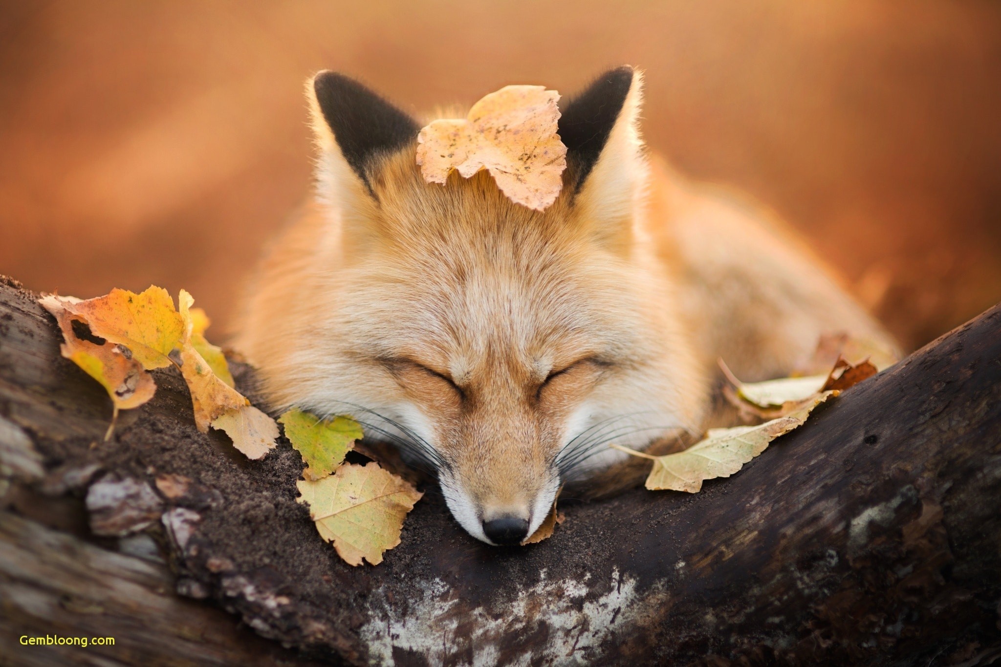 Cute Kawaii Fox Wallpapers