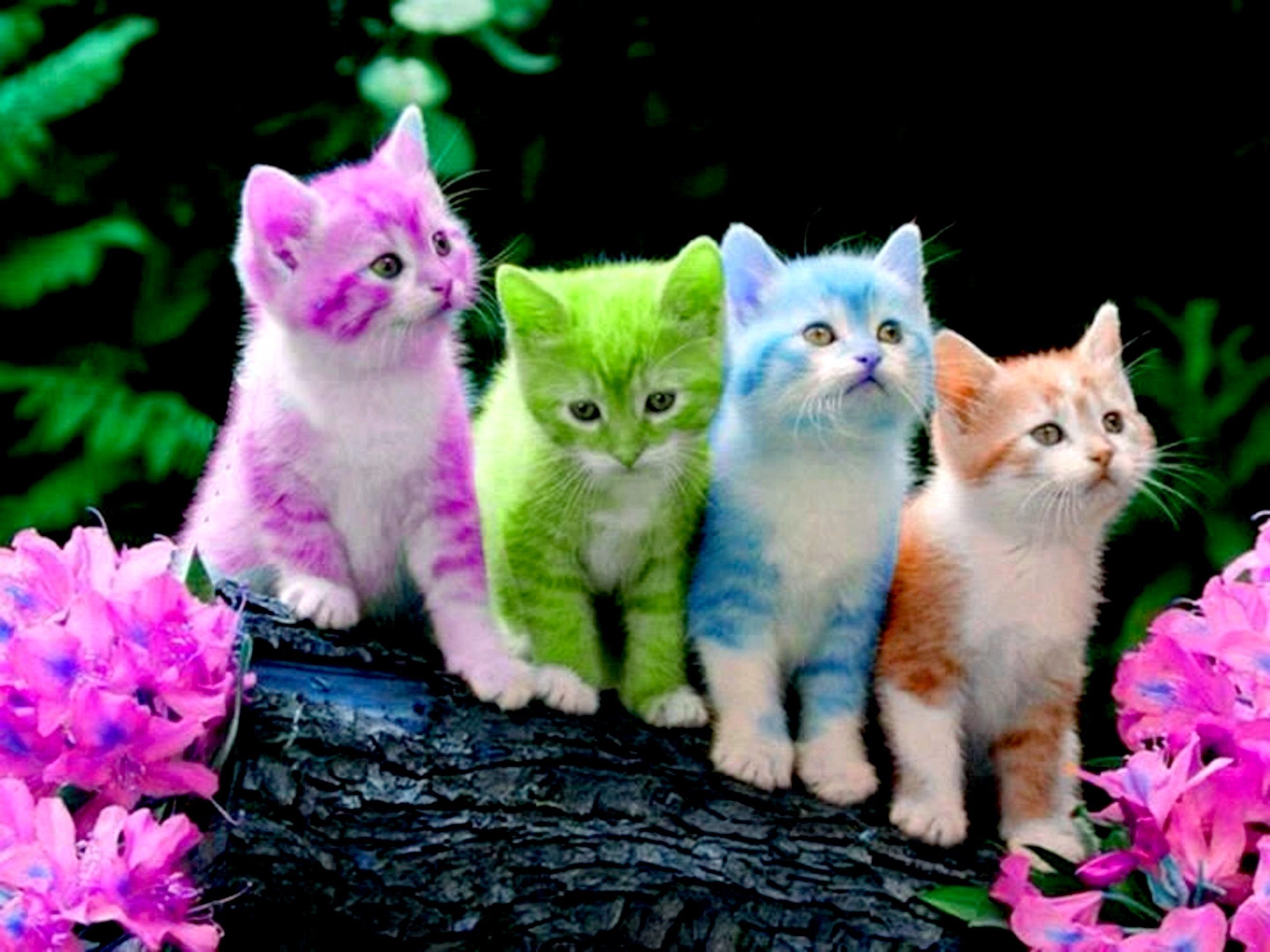 Cute Kitten Wallpapers