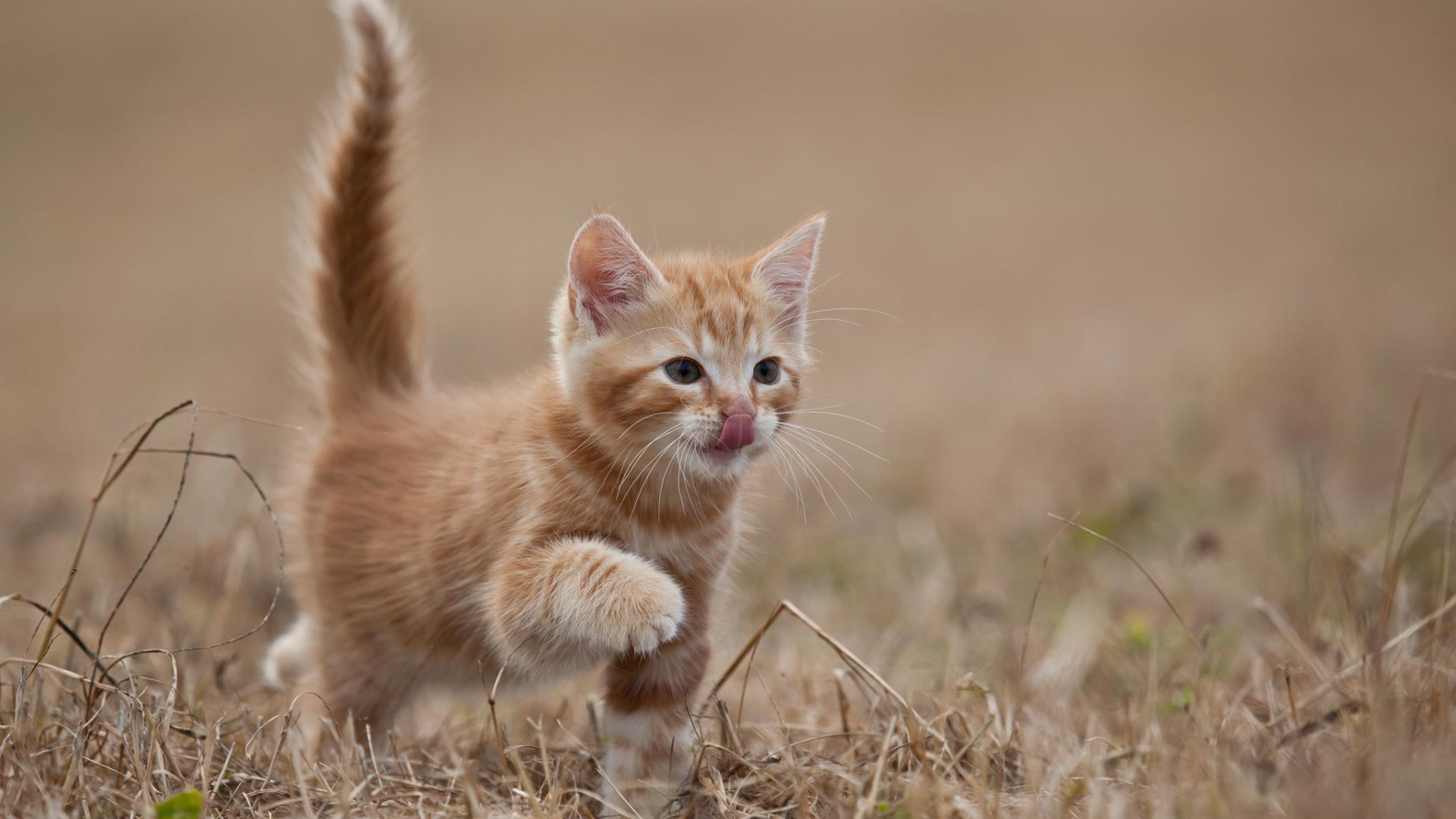 Cute Kitten Wallpapers