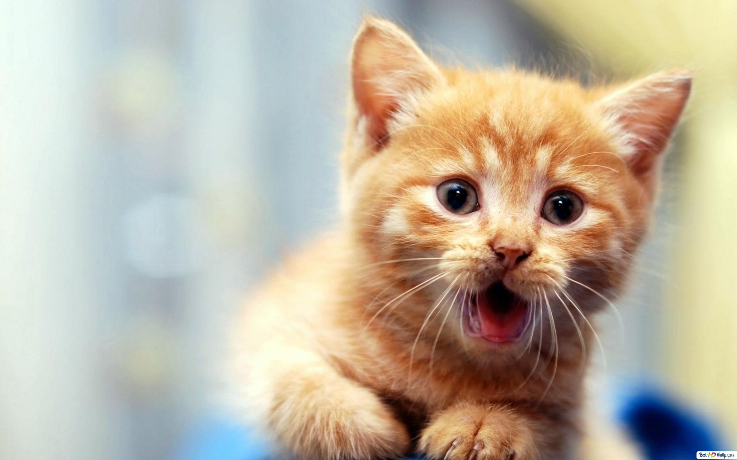 Cute Kitten Wallpapers