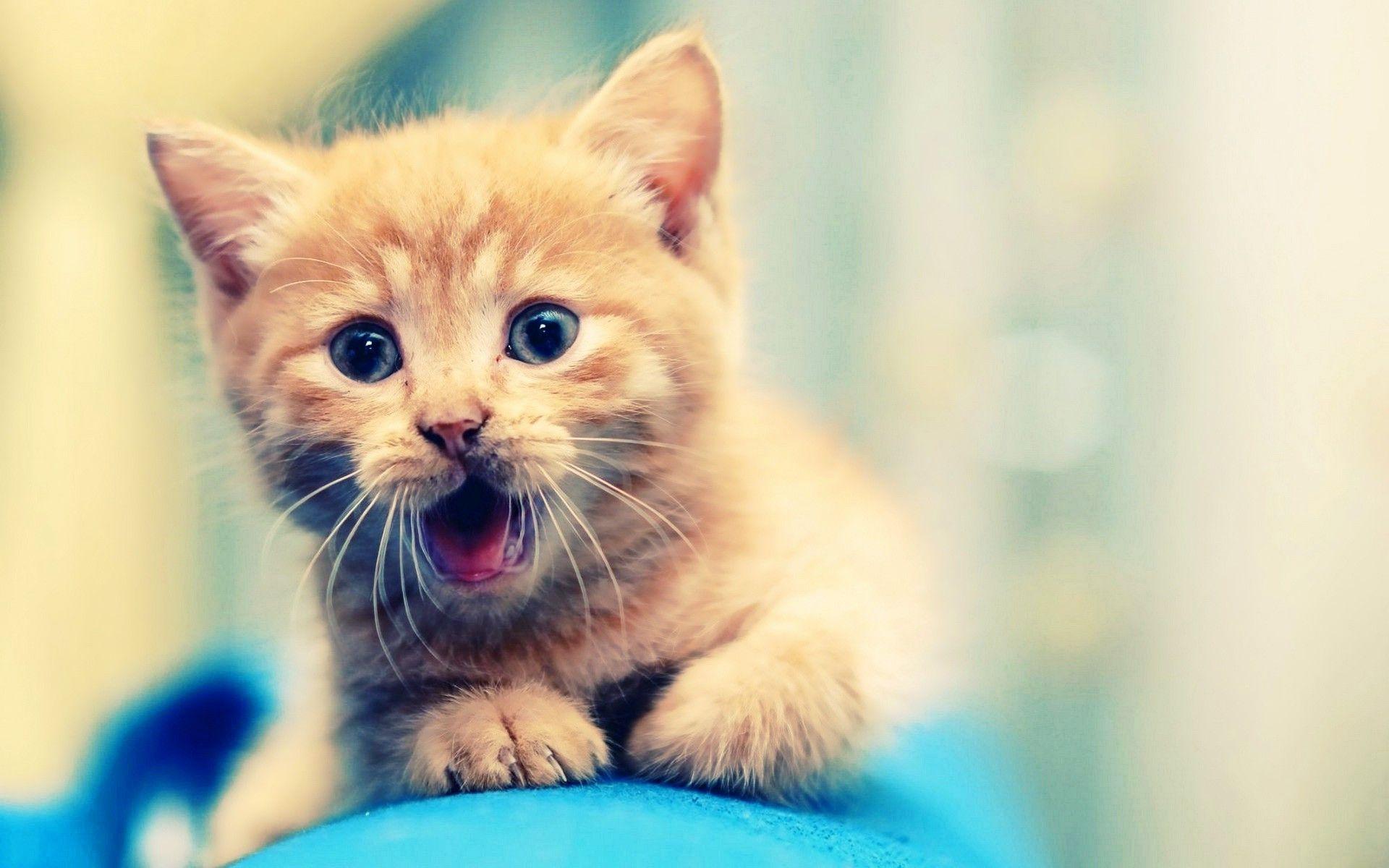 Cute Kitten Desktop Wallpapers Wallpapers