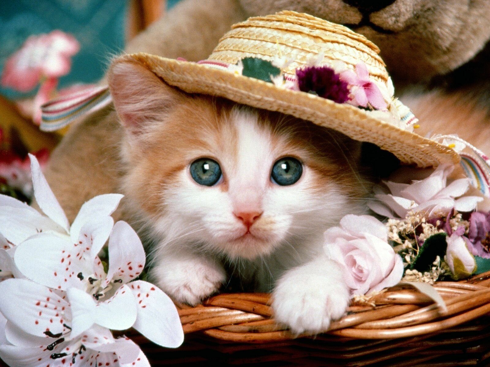 Cute Kitten Desktop Wallpapers Wallpapers