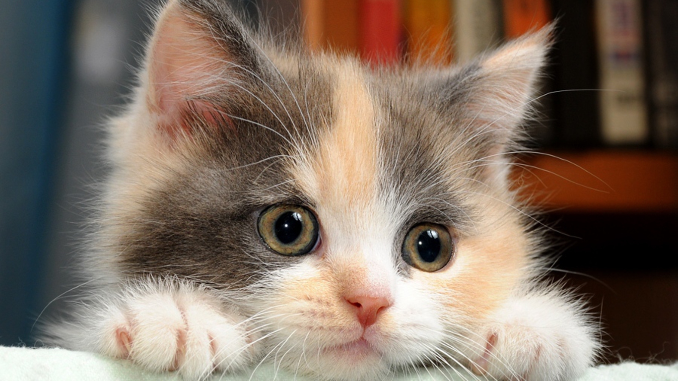 Cute Kitten Desktop Wallpapers Wallpapers