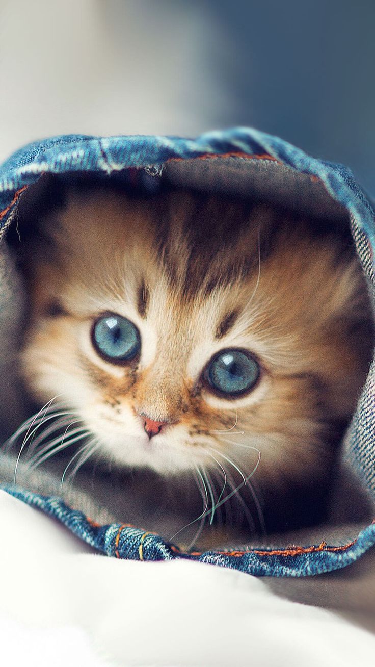 Cute Kitten Iphone Wallpapers