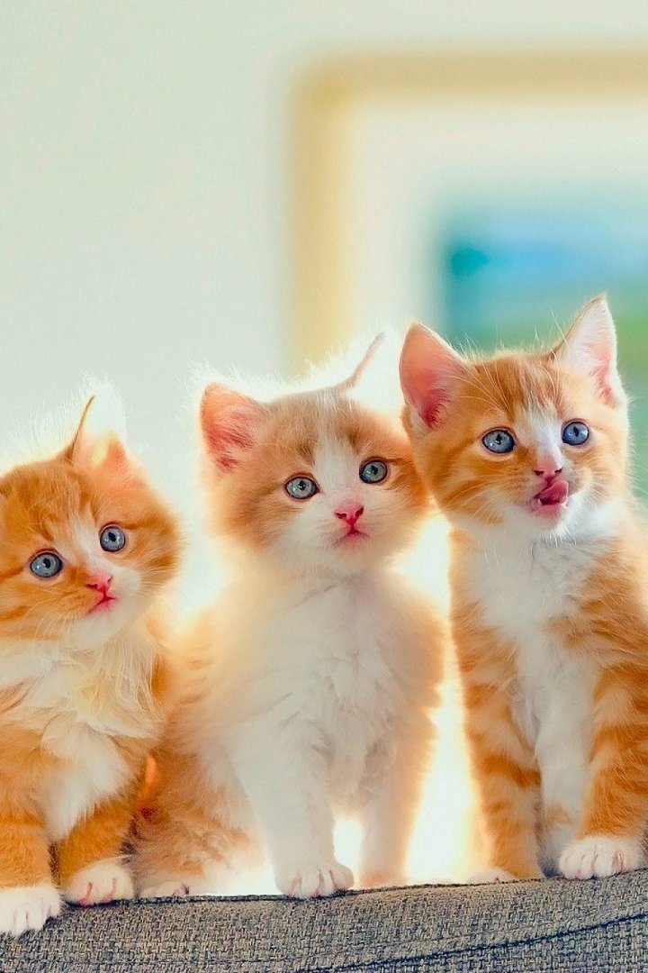Cute Kitten Iphone Wallpapers