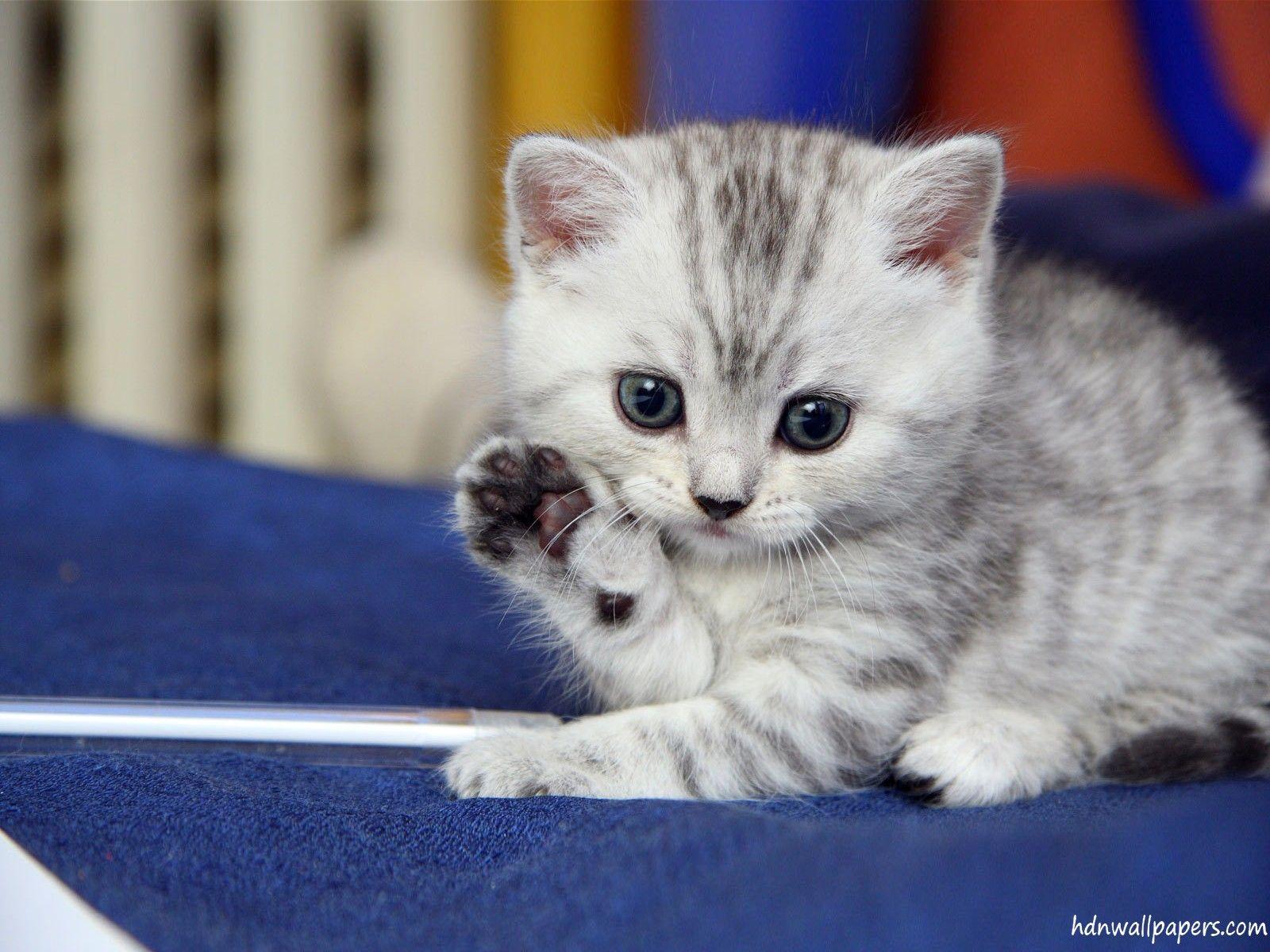 Cute Kittens Wallpapers For Mobile Wallpapers