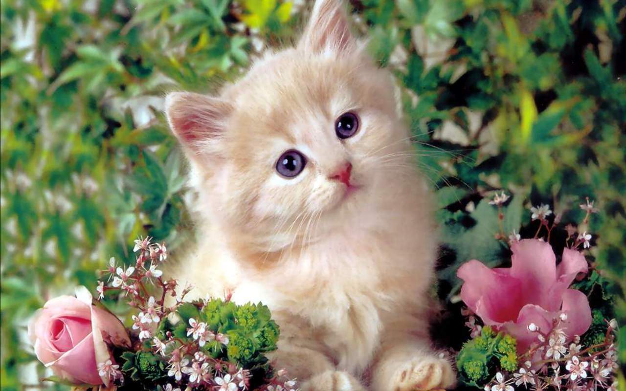 Cute Kittens Wallpapers For Mobile Wallpapers