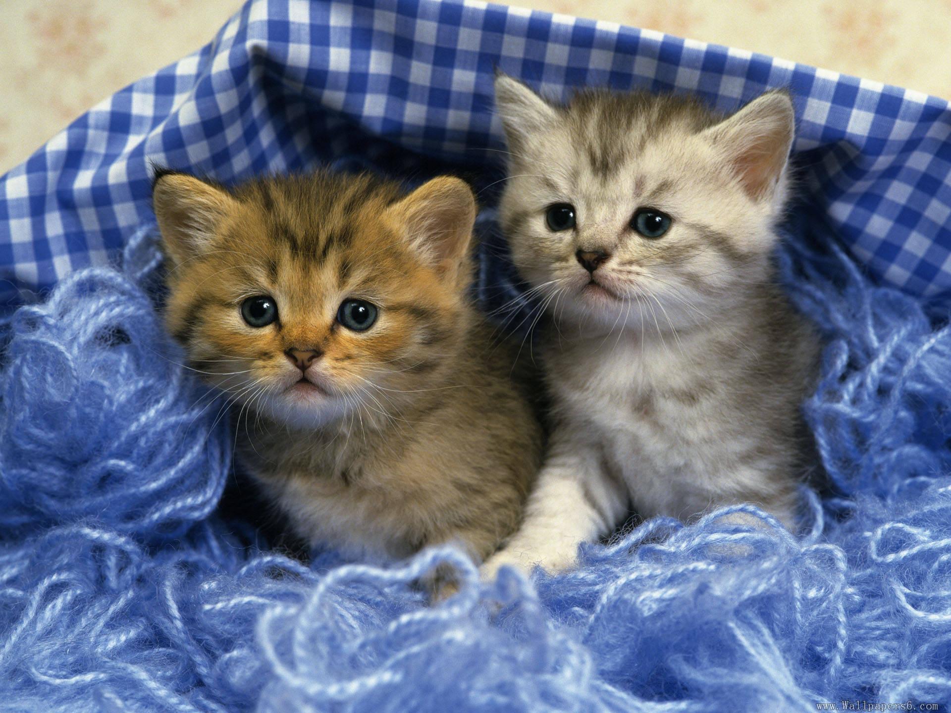 Cute Kittens Wallpapers For Mobile Wallpapers