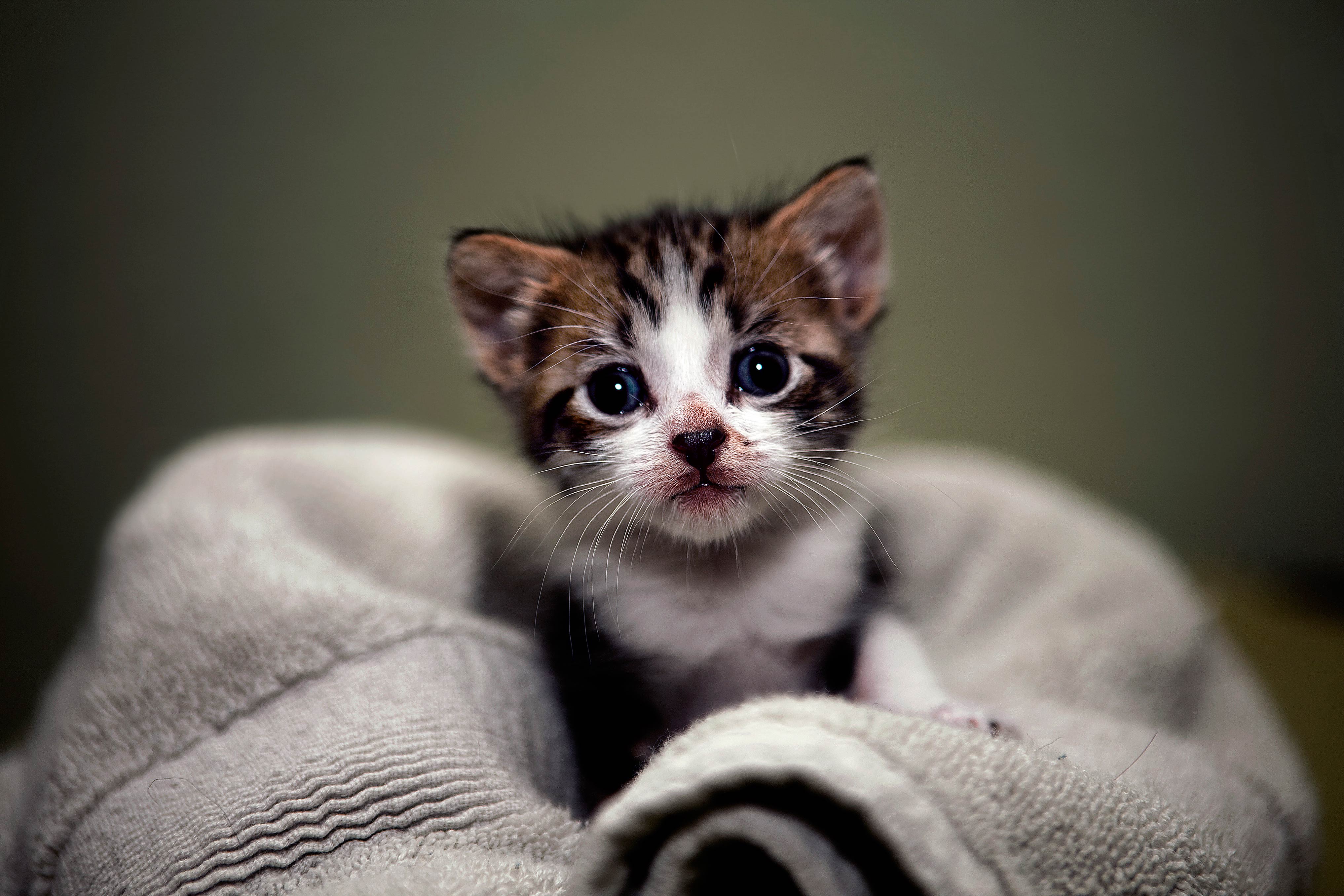 Cute Kittens Wallpapers For Mobile Wallpapers