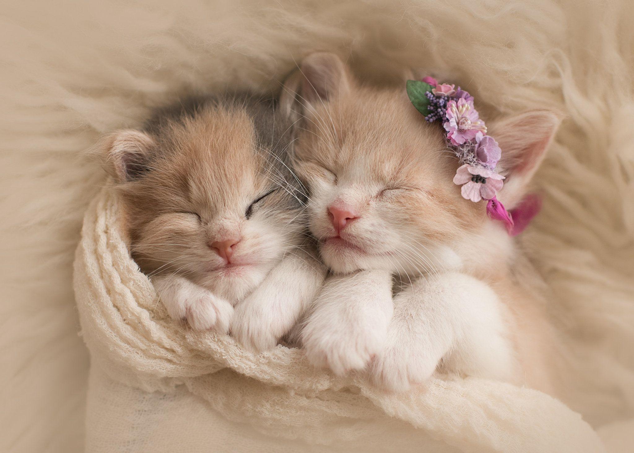 Cute Kitties Wallpapers Wallpapers