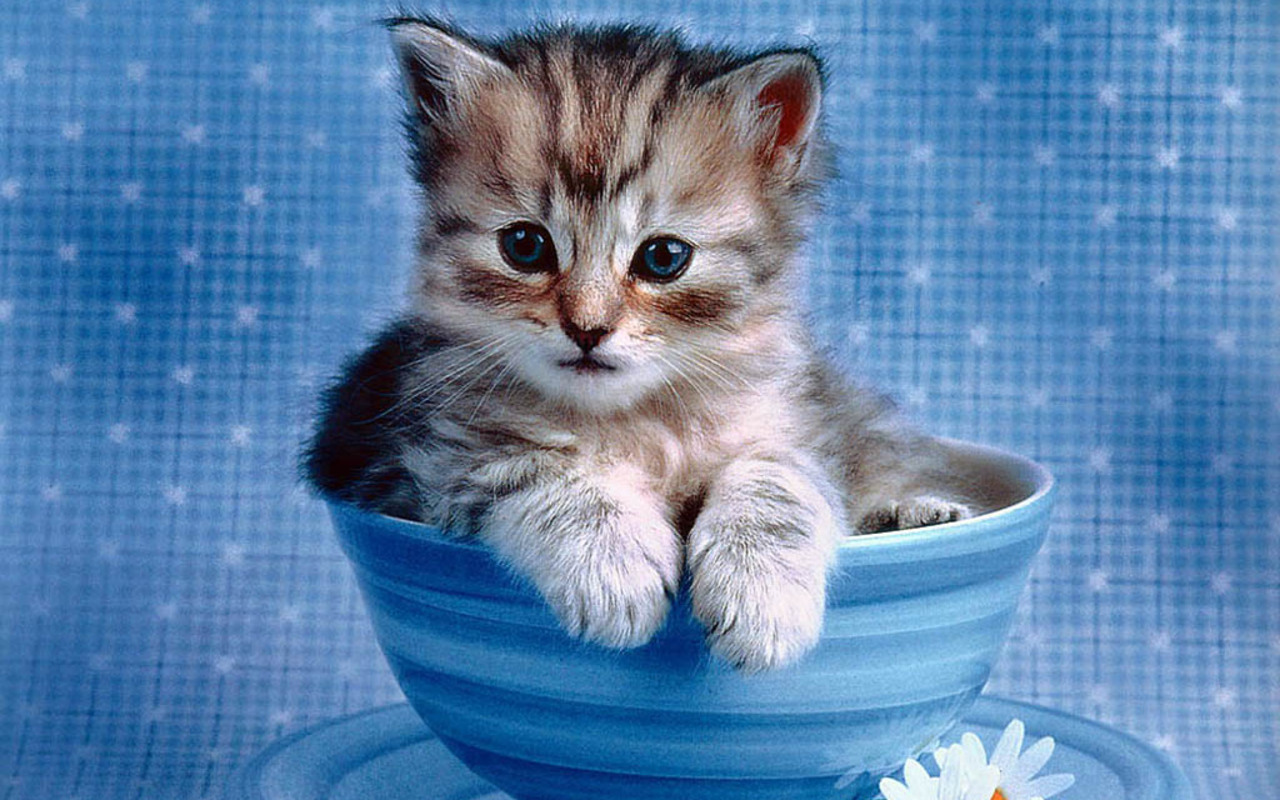 Cute Kitties Wallpapers Wallpapers