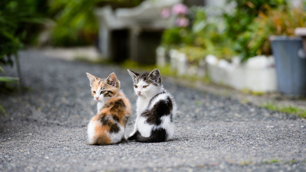 Cute Kitties Wallpapers Wallpapers