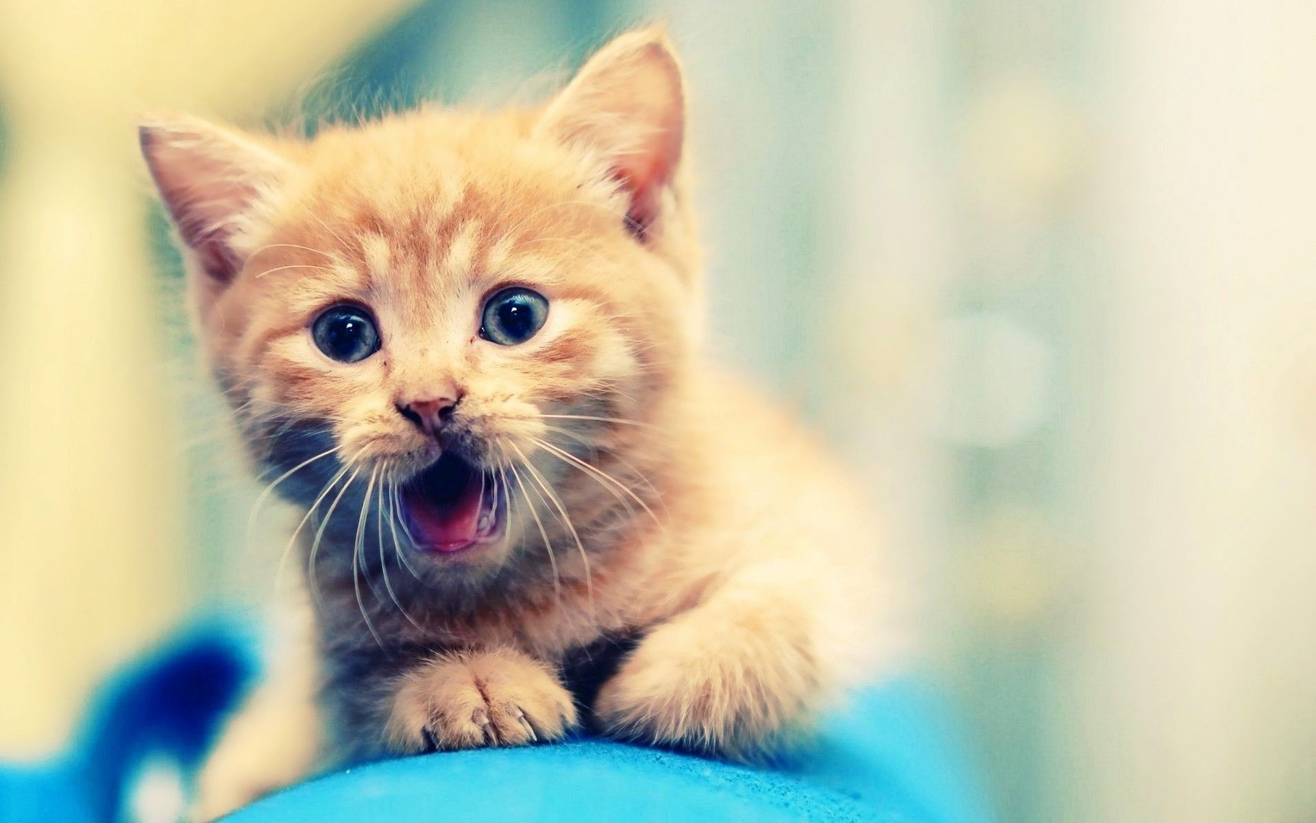 Cute Kitties Wallpapers Wallpapers