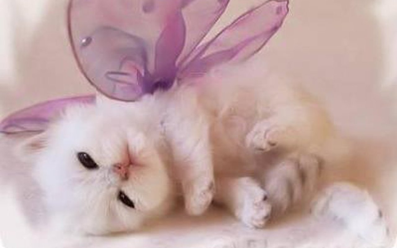 Cute Kitties Wallpapers Wallpapers