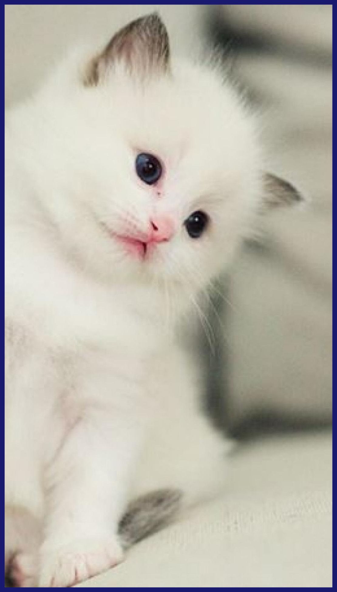 Cute Kitties Wallpapers Wallpapers