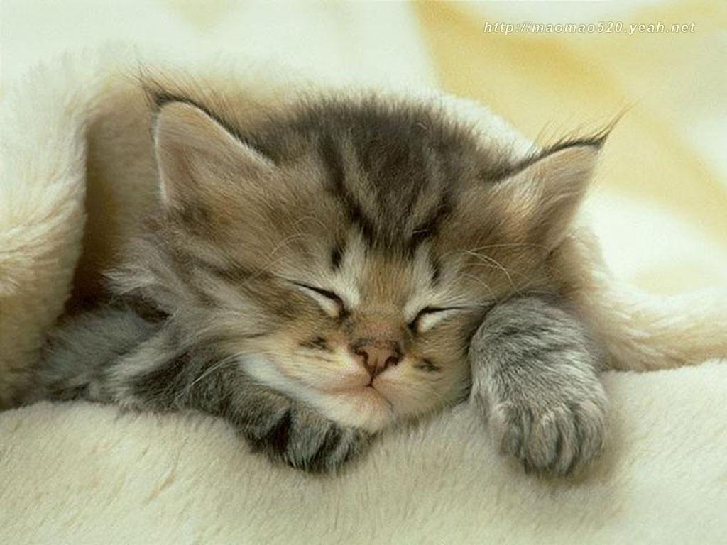 Cute Kitties Wallpapers Wallpapers