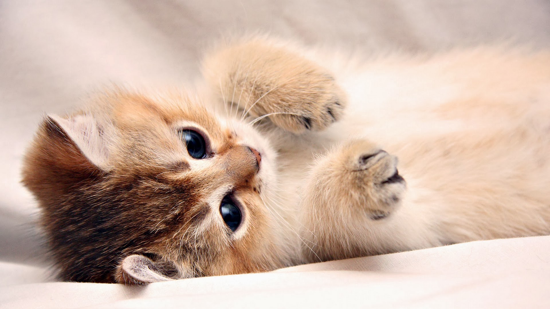 Cute Kitty Wallpapers