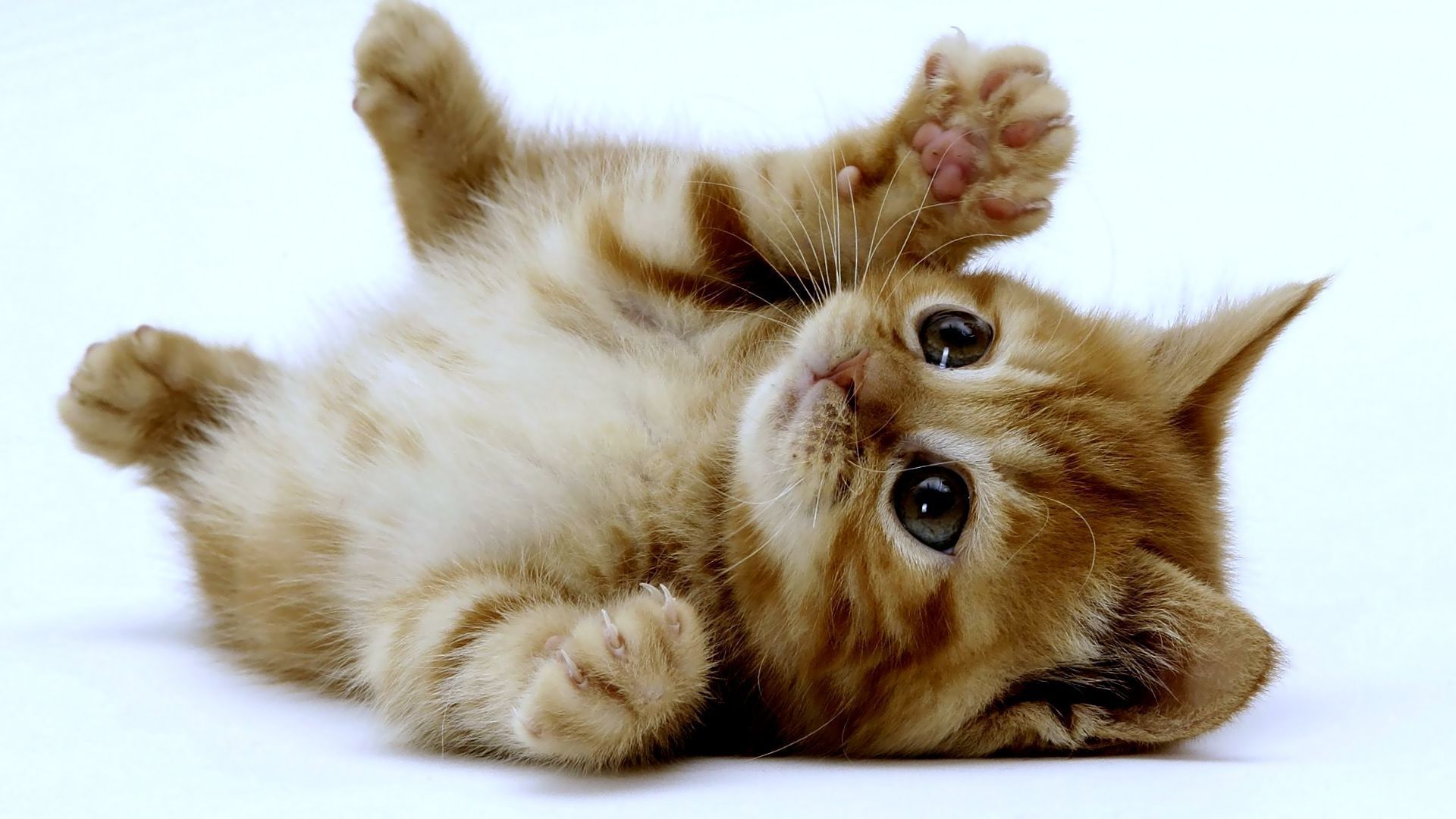 Cute Kitty Wallpapers