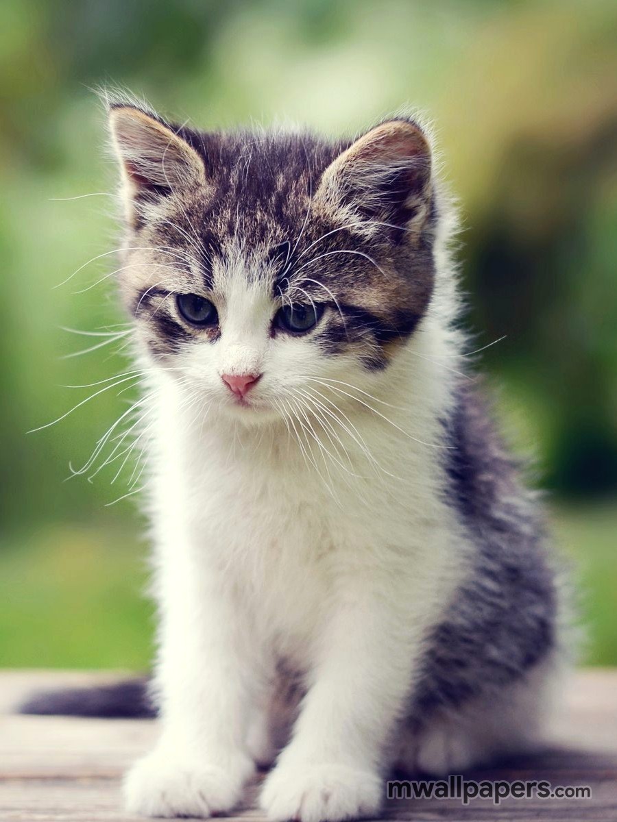 Cute Kitty Wallpapers