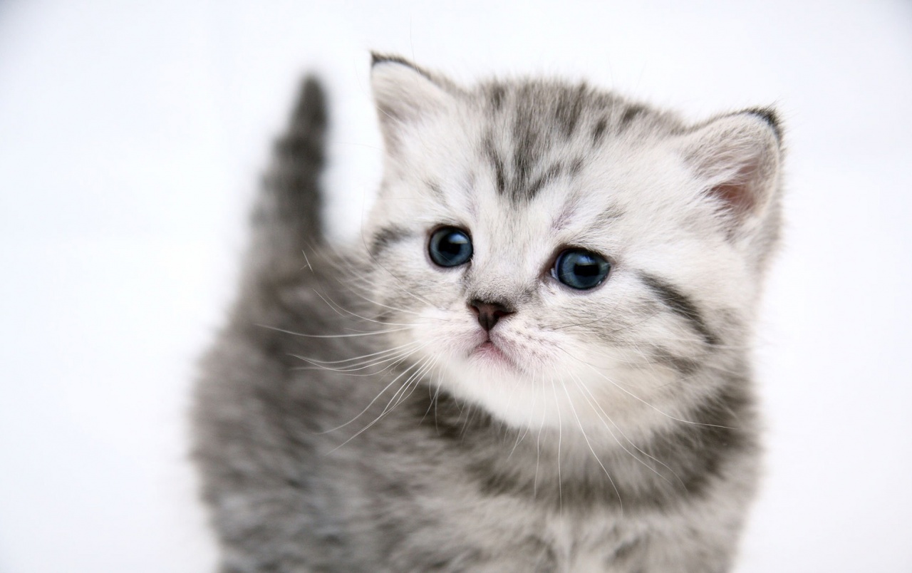 Cute Kitty Wallpapers