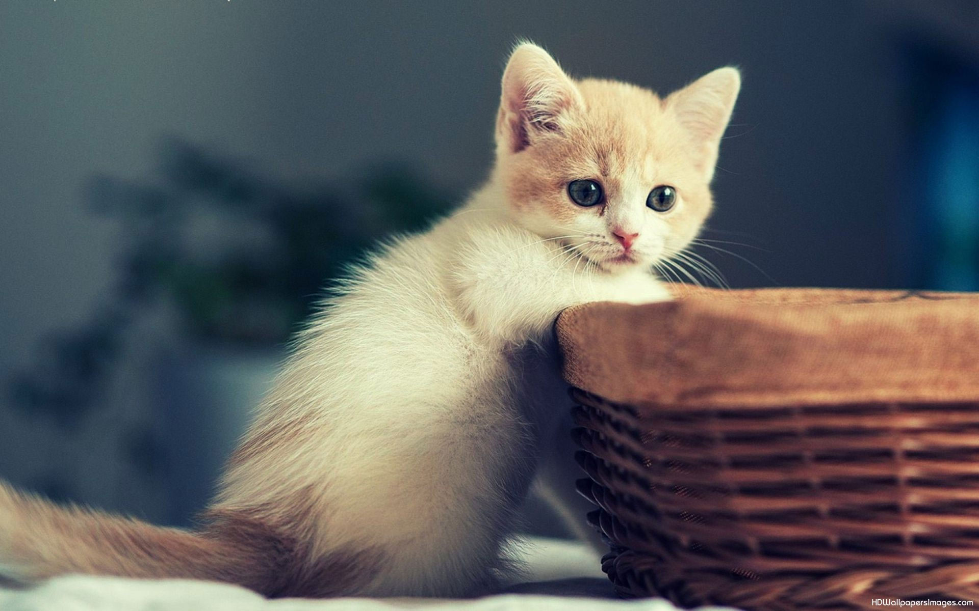 Cute Kitty Wallpaper Wallpapers