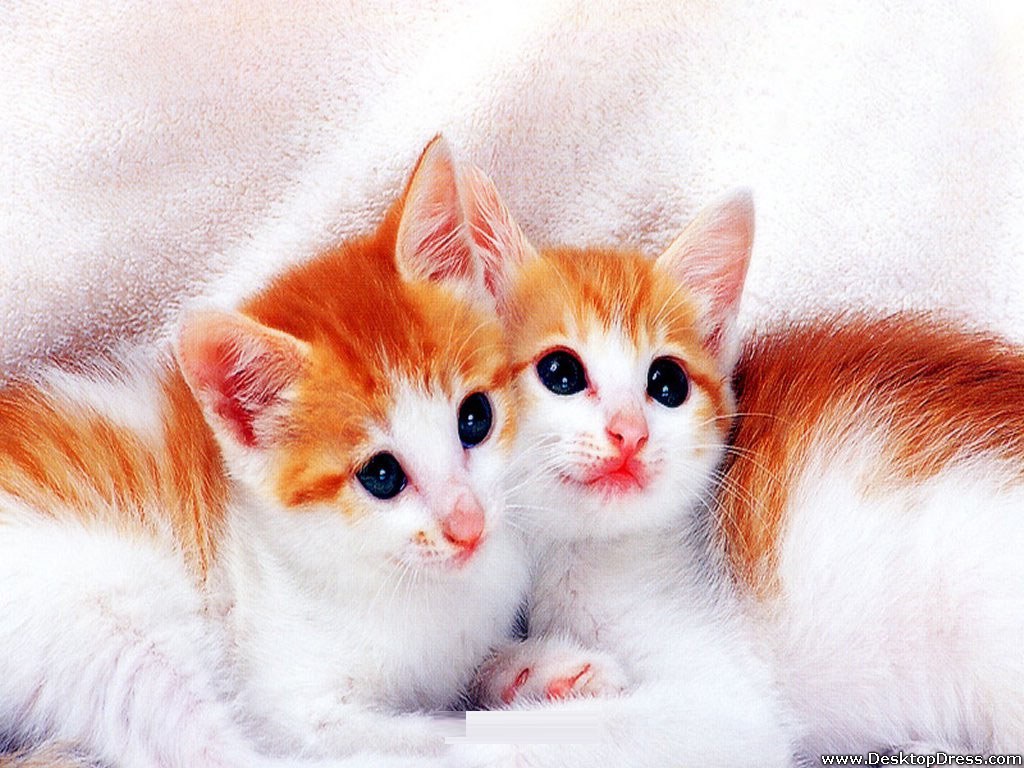 Cute Kitty Wallpaper Wallpapers