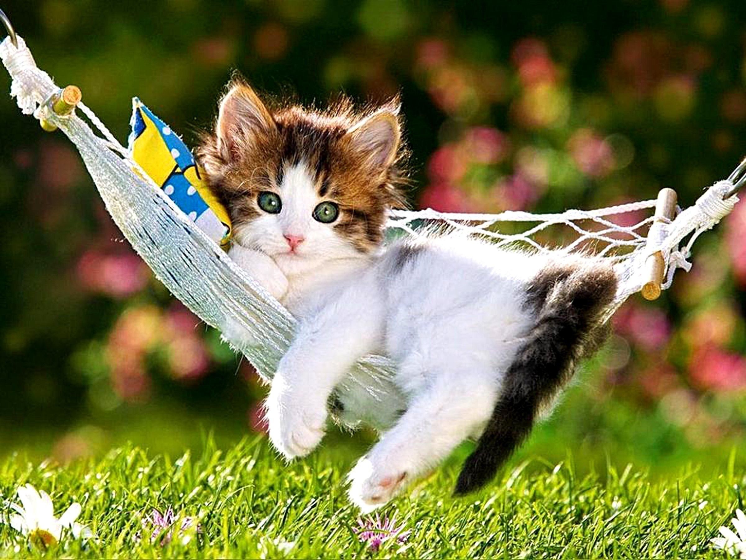 Cute Kitty Wallpaper Wallpapers