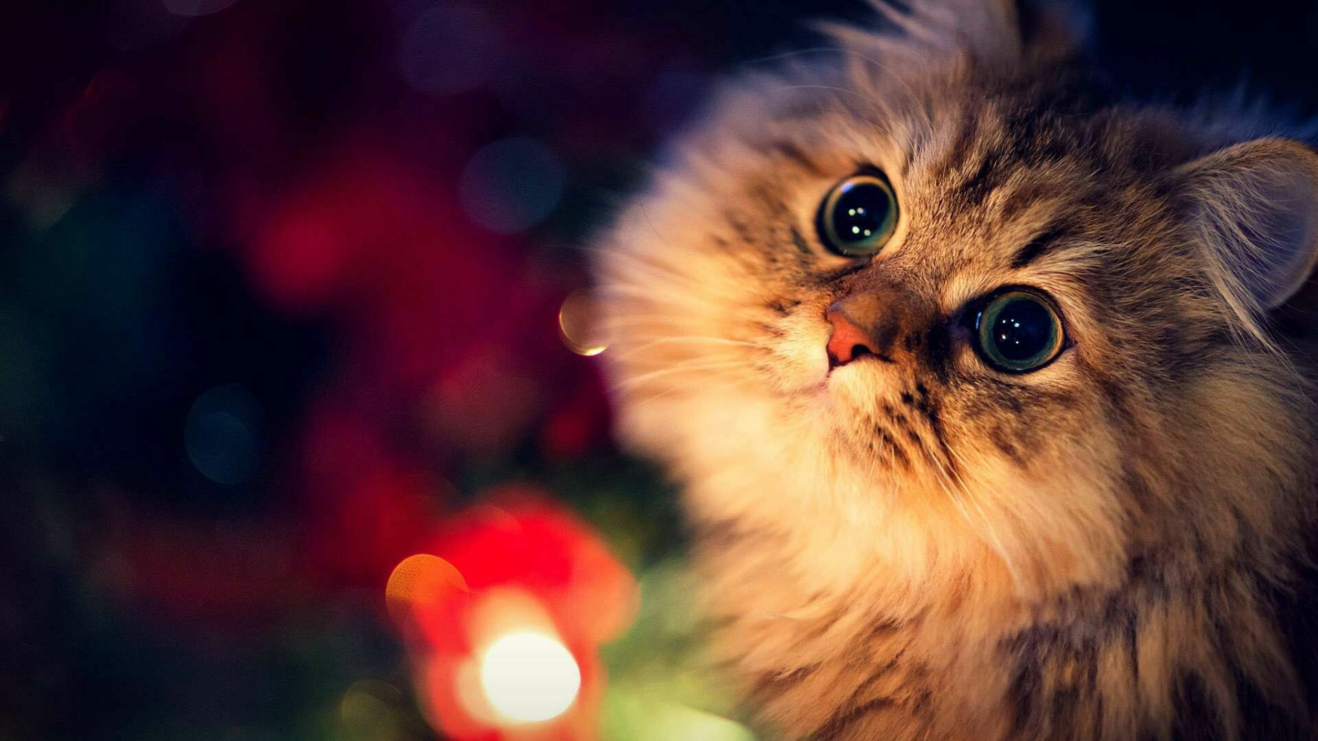 Cute Kitty Wallpaper Wallpapers